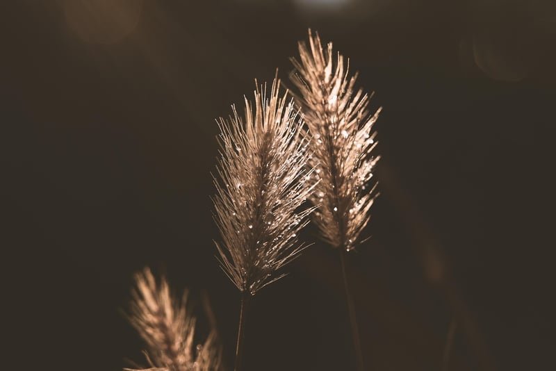 Weed Management