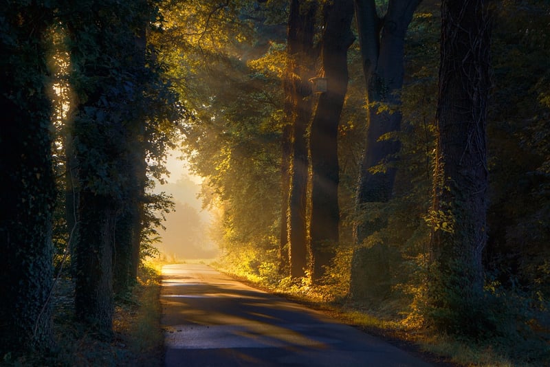 Forest Landscape